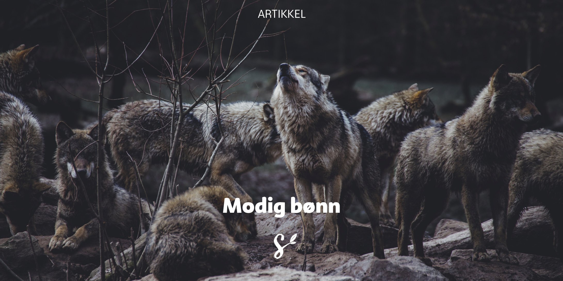 modig bønn - tittelbilde