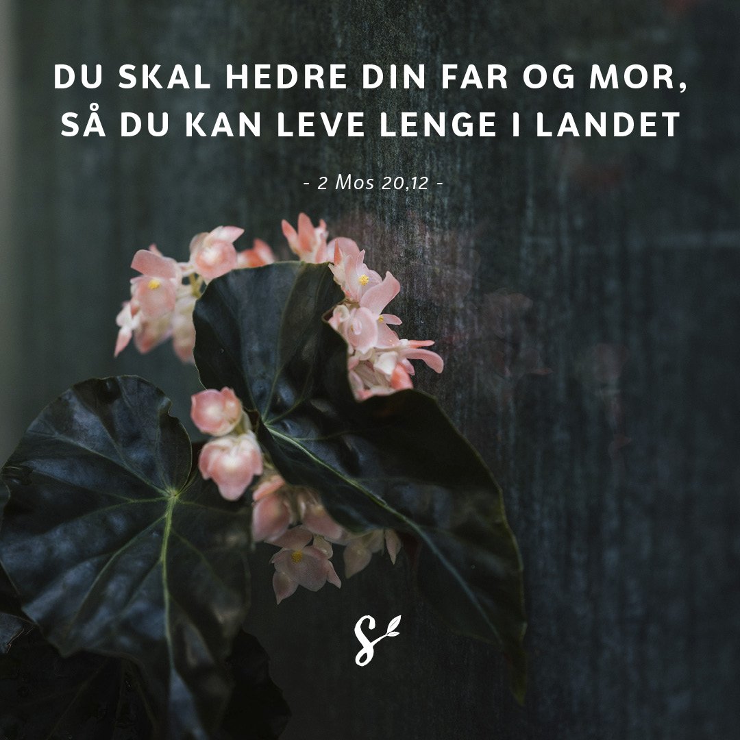 hedre far og mor - sitatbilde