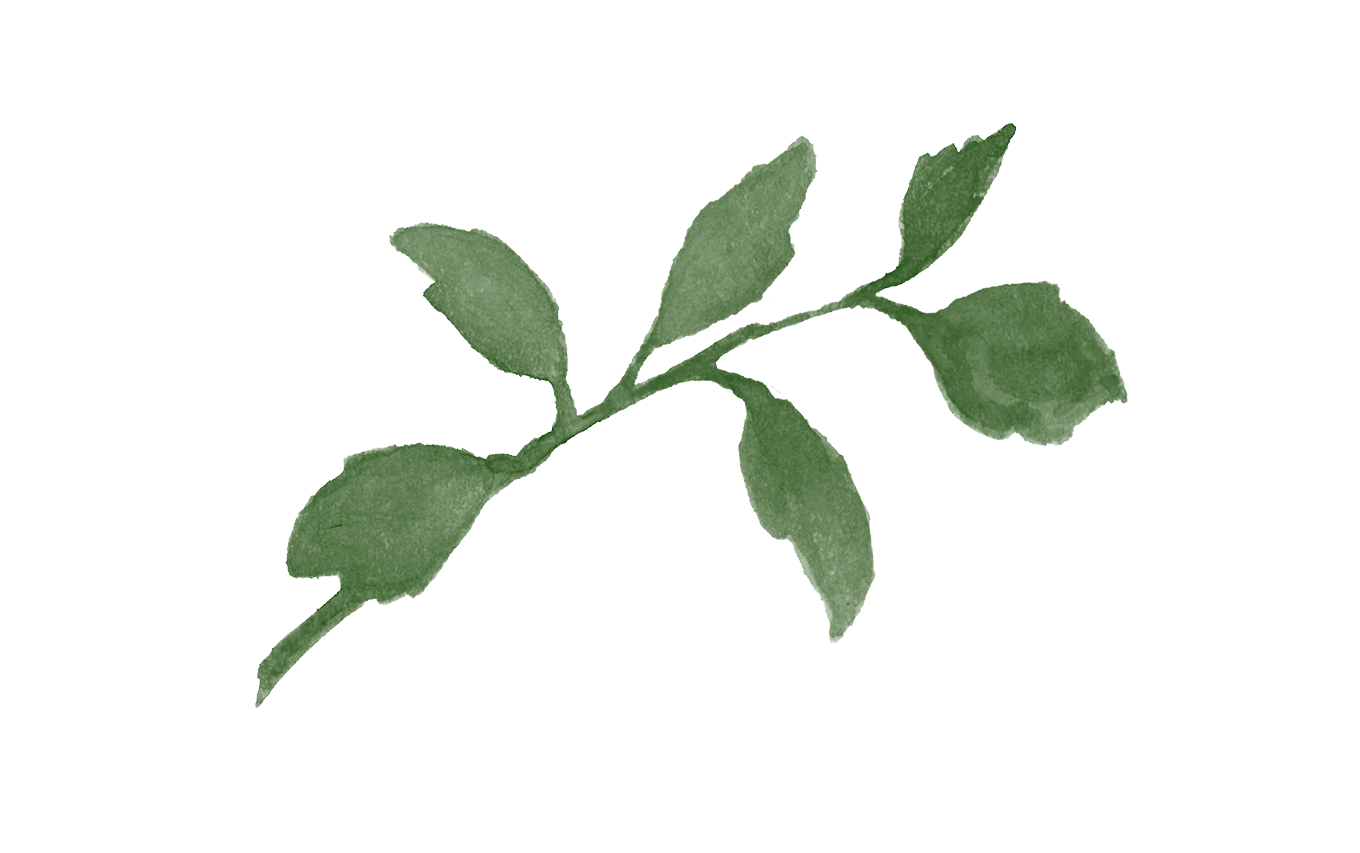 Plante-illu-hvit_hard-bakg7