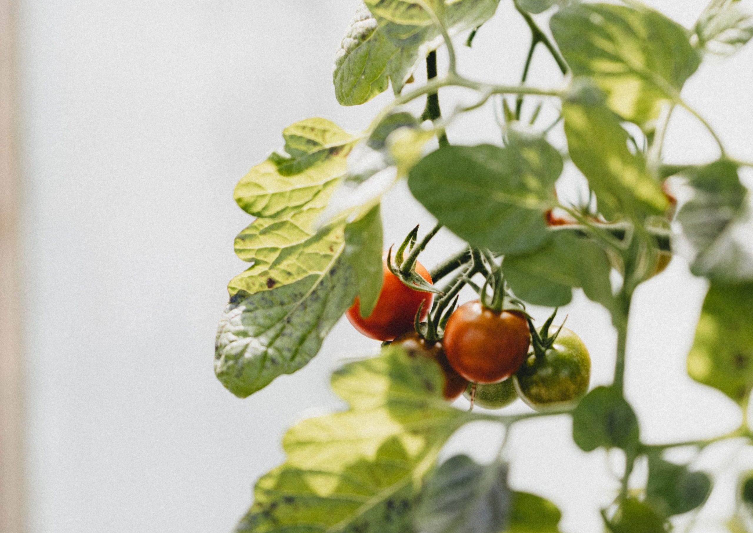 tomatbonden ny